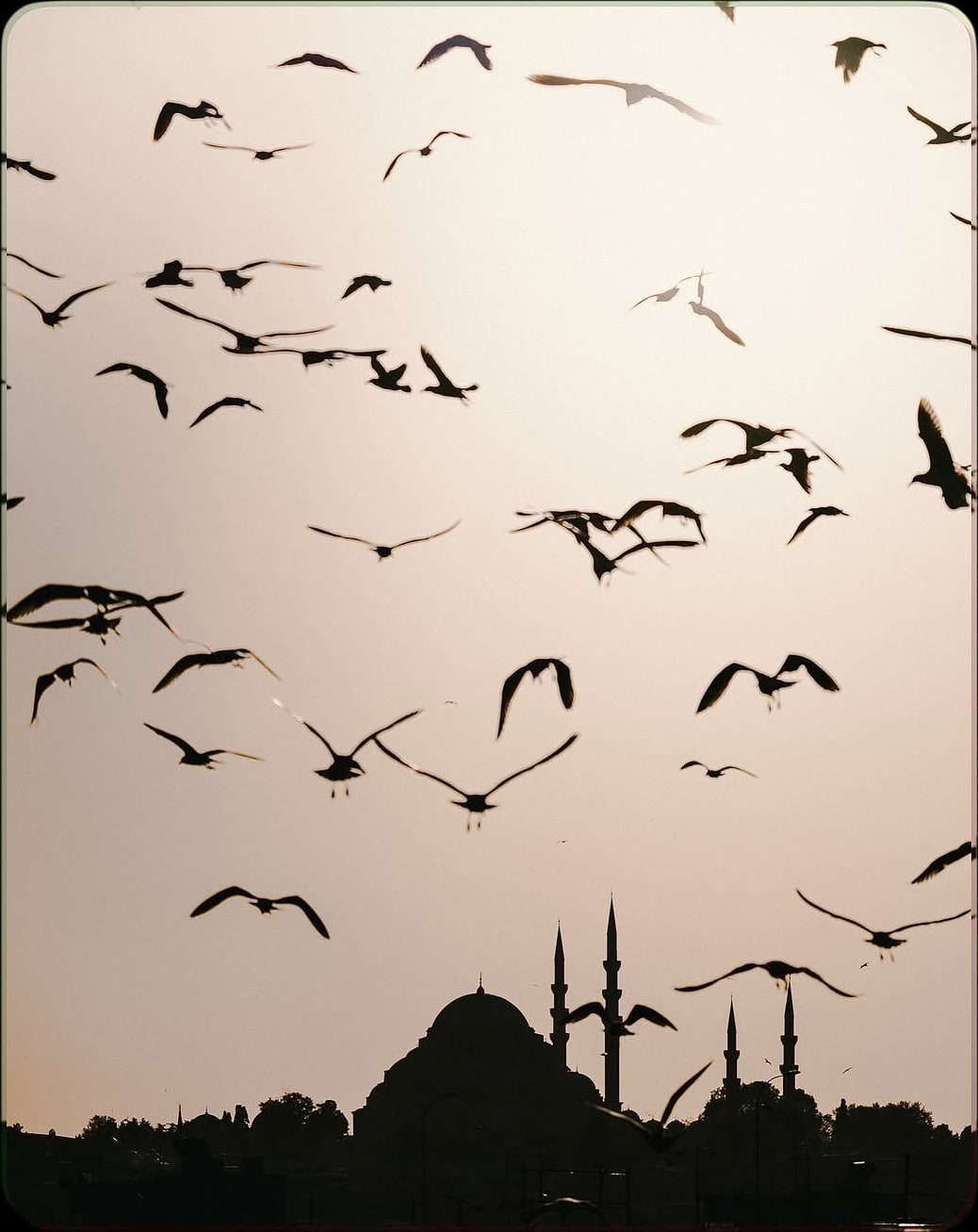 Dozens of gulls fill a pale dusk sky above the silhouetted dome and minarets of a mosque.