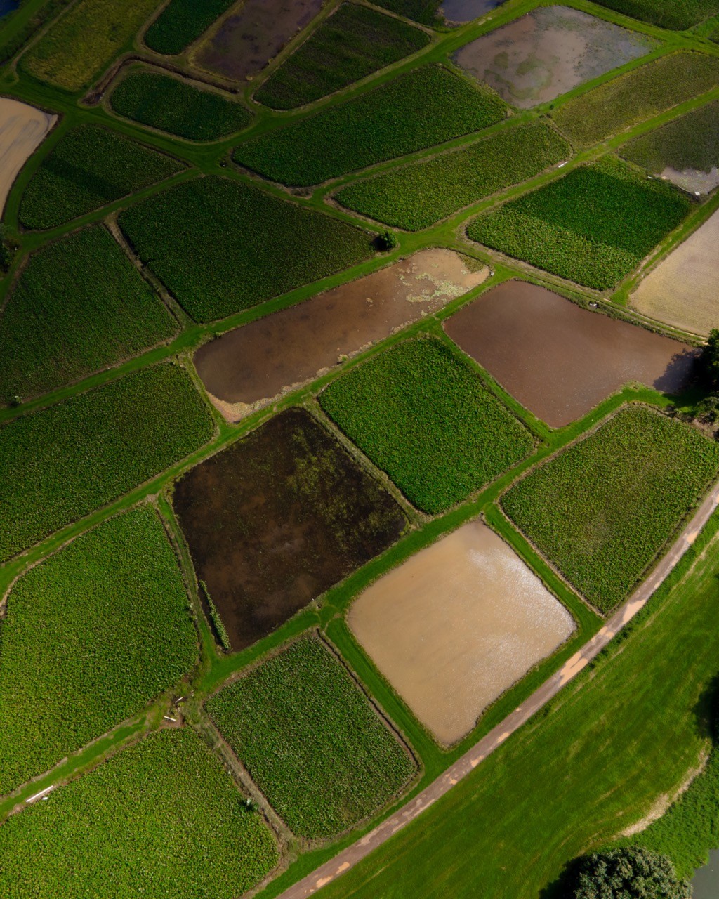 An aerial view of Kaua'i farmland, pools of water reflecting the sun between green fields.